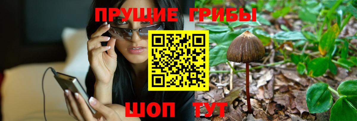 Псилоцибиновые грибы мицелий Мелеуз